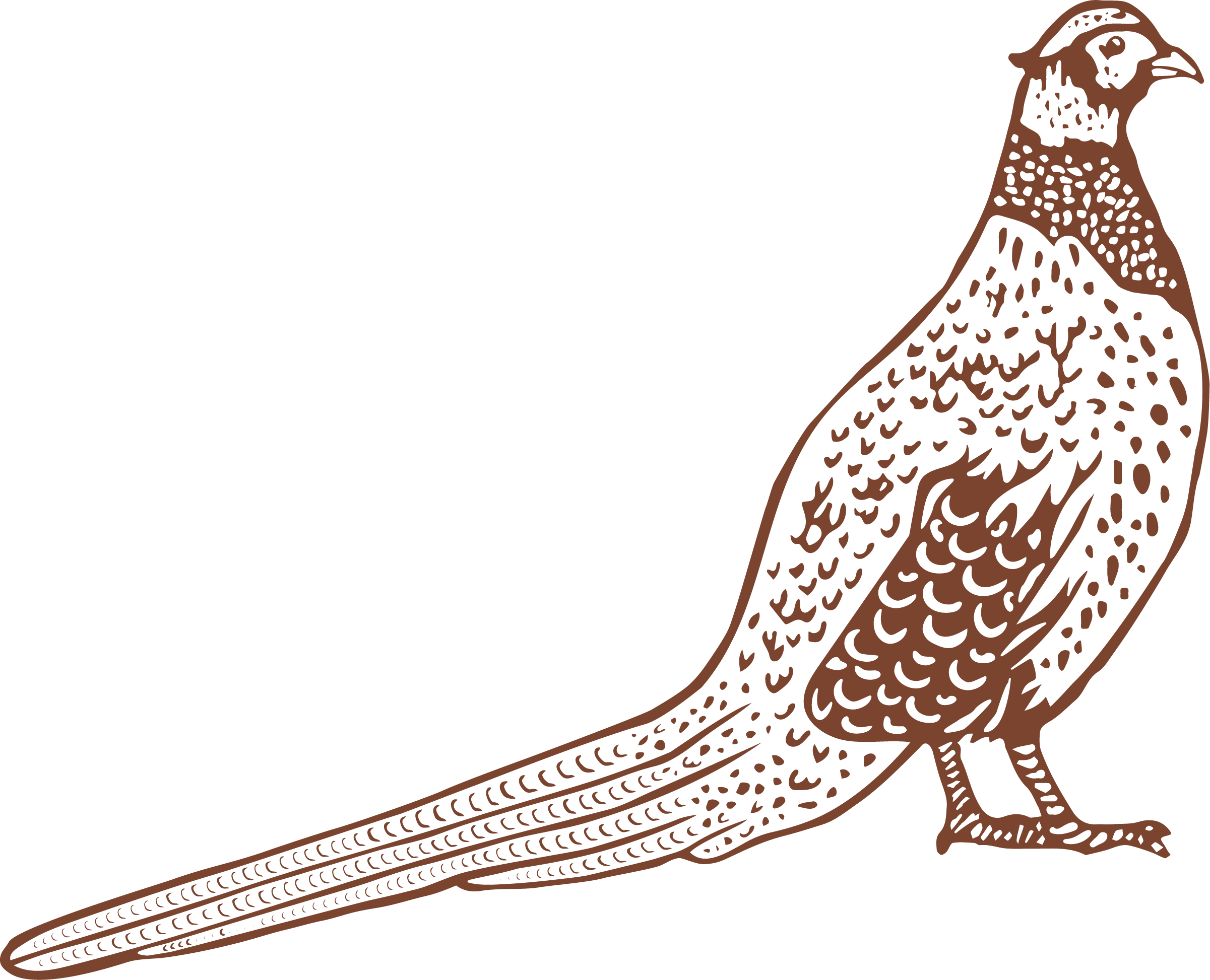 illustration_pheasant_rust