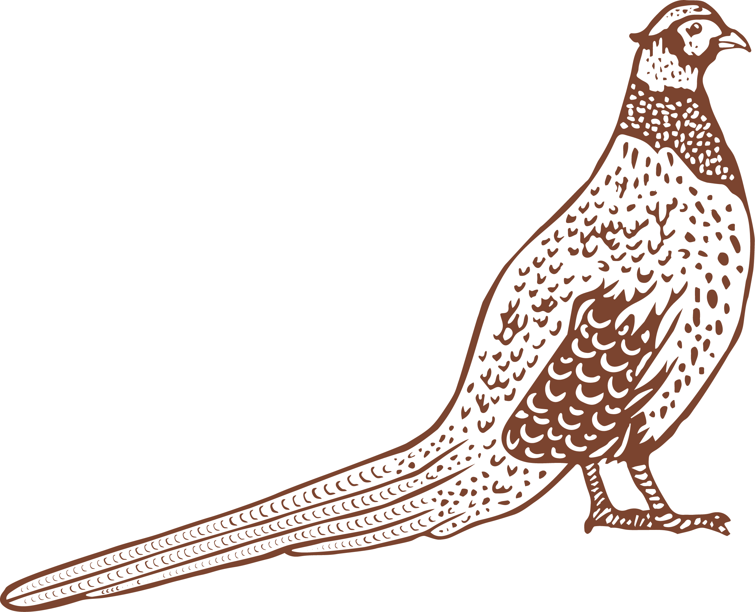 illustration_pheasant_rust